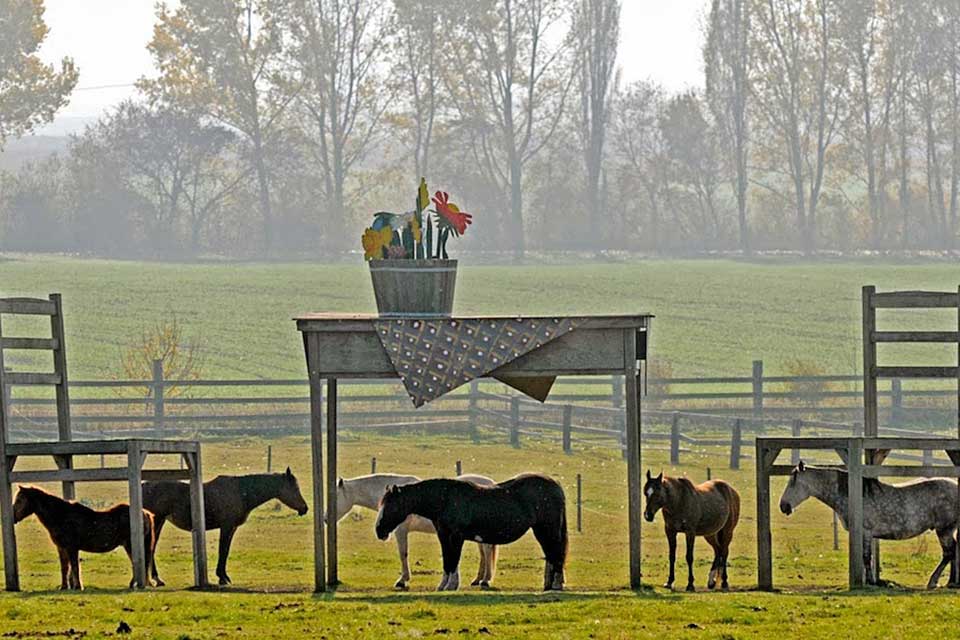 out-of-the-paardenbox